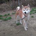 【柴犬を迎える前に…