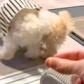 世界一スマートな『…