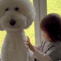 男の子に『大型犬の…