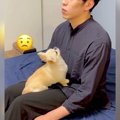 犬の『かまちょ』全…