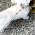 散歩中に『おおきな…