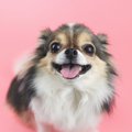犬が飼い主に催促し…