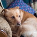 愛犬が抱える『不安…