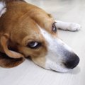 愛犬は嫌がってるか…
