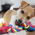 犬が家の中のモノを…