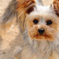 犬の毛ヅヤが悪くな…