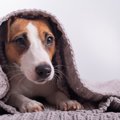 犬が「自信喪失して…