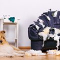 犬が家具を噛む理由…
