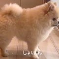 中学生の女の子がお…