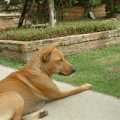 タイは犬の楽園？実…