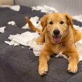 犬が『いたずら』を…