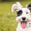 犬のおむつとおむつ…