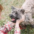 犬が触られるのを嫌…