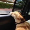 花よりマナー！犬と…