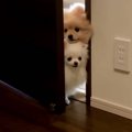 「気になる…」イッヌ…