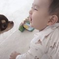 犬と赤ちゃんが仲良…