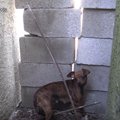 繁殖用の犬が“用済み…