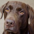 犬が『絶対に許せな…
