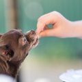 犬に『そうめん』を…