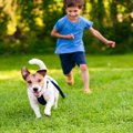 『犬を追いかけると…