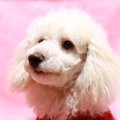 高齢犬の食事で気を…