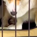 訳あって『犬にハウ…