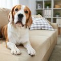 意外と汚れてる！犬…