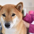 犬が散歩中に興味を…