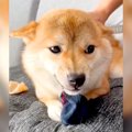 犬が『嫌いなブラッ…