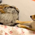 『絶対にママの腕枕…