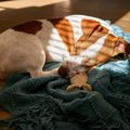 犬が心地良く過ごせ…