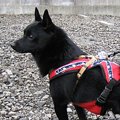 ペット用オヤツに含…