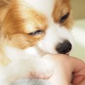 犬が『飼い主を舐め…