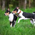 古代犬バセンジーの…