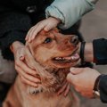 『愛され上手な犬』…