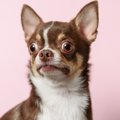 犬がびっくりしてし…