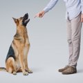 犬に人の言葉を覚え…