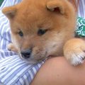 赤ちゃん犬が『抱っ…