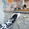 愛犬家はゴミの捨て…