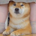 犬が『遊びに来てい…