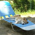 犬が暇を持て余して…