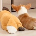 ぬいぐるみと一緒に…