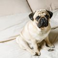 犬の危険な『座り方…