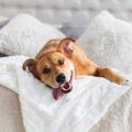 愛犬をリラックスさ…