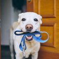犬との『絆』を倍増…