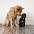 犬が恐怖を感じるこ…