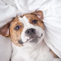 犬の持っている感情…