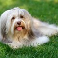 ハバニーズ｜犬種の…