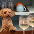 犬にワインは絶対ダ…