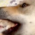 猫が大型犬の毛づく…